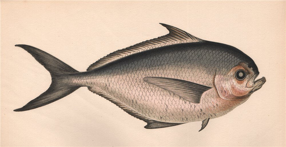 RAY'S BREAM. Brama brama, Atlantic Pomfret. COUCH. Fish 1862 old antique print